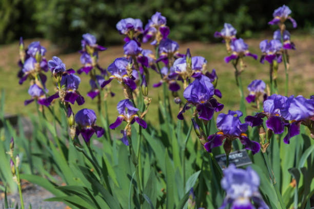 istock Blooming Iris - Iris in the garden, with a colorful background. 2153238308