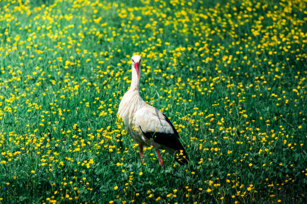 Looking at the camera, leiley shines among the yellow flowers.