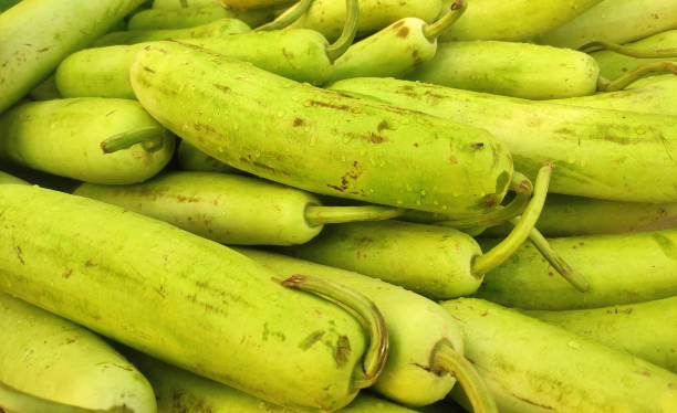 Horizontal image of large group of many gheeya ghiya lauki or bottle gourd vegetable covering full frame making green vibrant bright background, denoting healthy vegetarian food, a nutrition source of calcium, magnesium, Vitamin B, C,, fiber, imagen horizontal de un gran grupo de muchos gheeya ghiya lauki o vegetales de calabaza de botella que cubren el marco completo haciendo un fondo verde vibrante brillante, que denota comida vegetariana saludable, una fuente nutricional de calcio, magnesio,