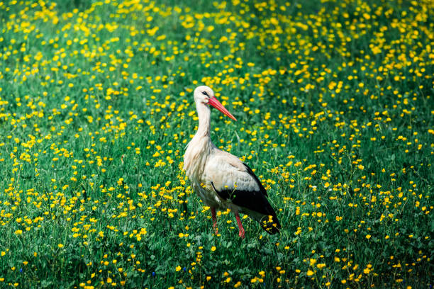The stork among the yellow flowers fascinates with its eyes.