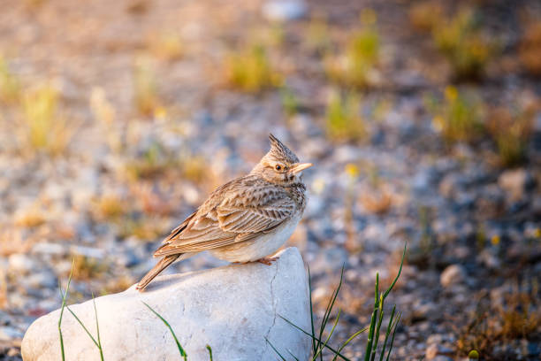 crested lark sitting in the sun