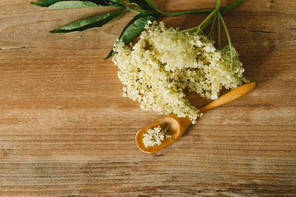 Freshly picked elderflower blossoms lie on a rustic wooden table