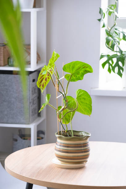 istock Philodendron verrucosum in white interior on round table in ceramic pot on background of window. Houseplant Growing and caring for indoor plant, green home, green home. Minimalism 2153239968