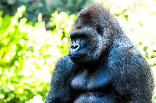 Western lowland gorilla (Gorilla gorilla gorilla). male silverback