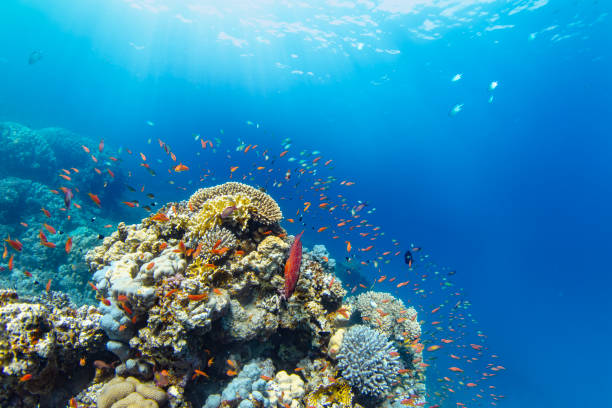 istock Coral Reef in Deep Sea With Sunrays 2153243120