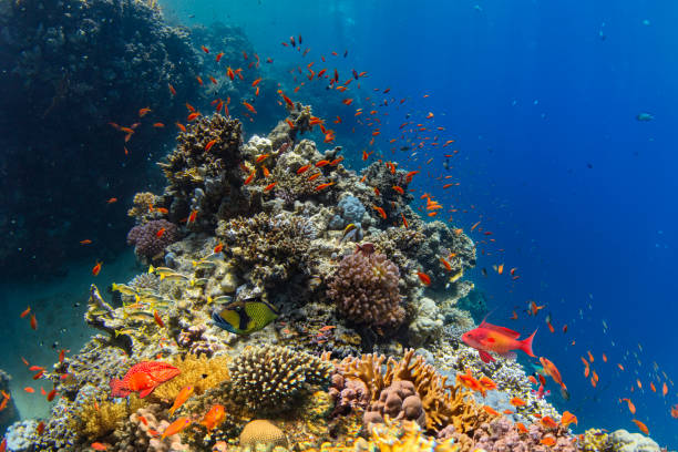 istock Coral Reef in Deep Sea With Sunrays 2153243137