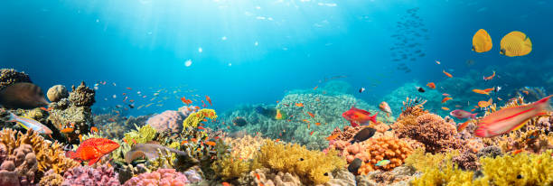 istock Coral Reef in Deep Sea With Sunrays 2153243156