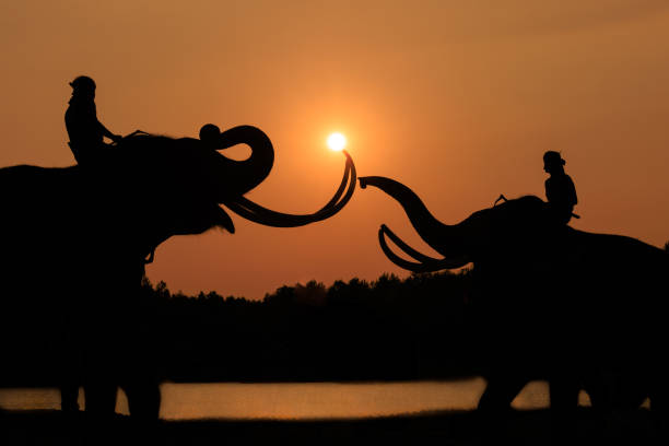 silhouette elephants face each other and people over sunset background.