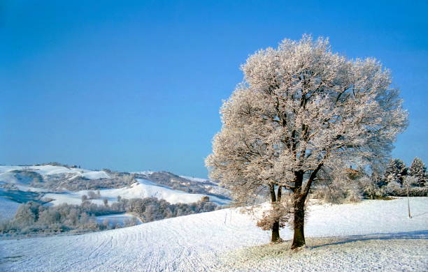 zasněžený strom na poli v zimě - deep snow fotky - stock snímky, obrázky a fotky