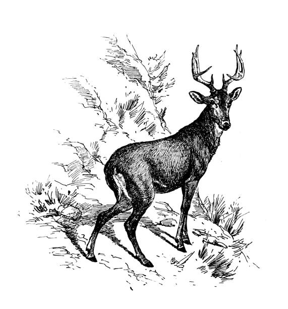 Antique image: Deer
