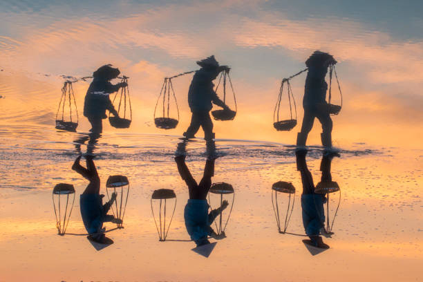 Drone view of workers collecting salt on salt field in sunset on Hon Khoi salt field, Ninh Diem town, Khanh Hoa province, central Vietnam