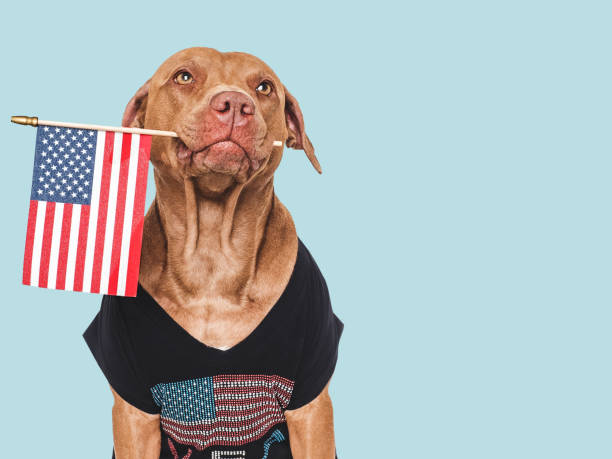istock Cute dog and American Flag. Close up 2153246566