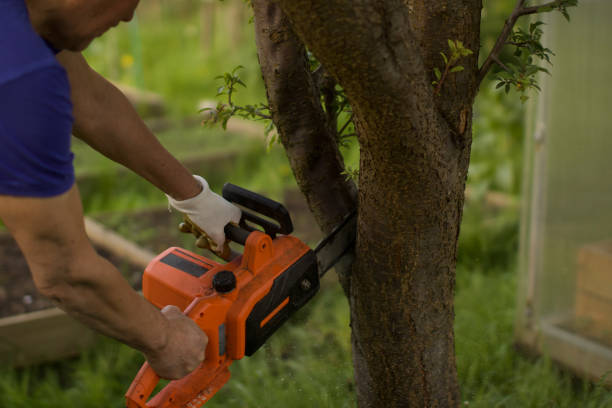 A man cuts a tree with an electric saw in his garden.