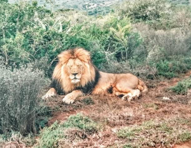 istock The lion, 