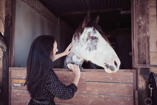 istock Woman brushing horse in stall 2153248611