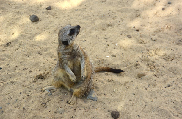 a meerkat is sitting on the ground in the shadow