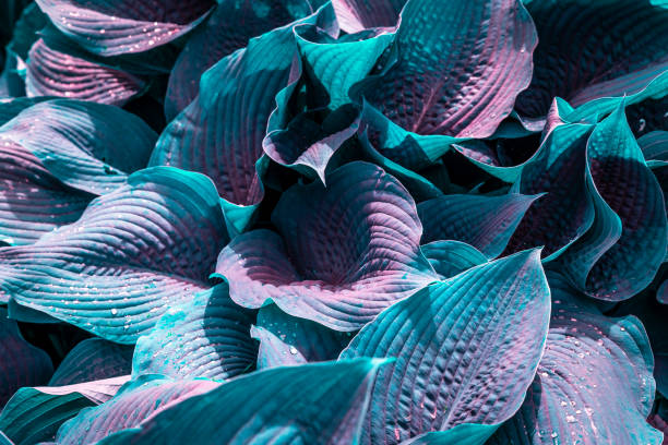 istock Surreal blue hosta leaves covered in raindrops 2153250756