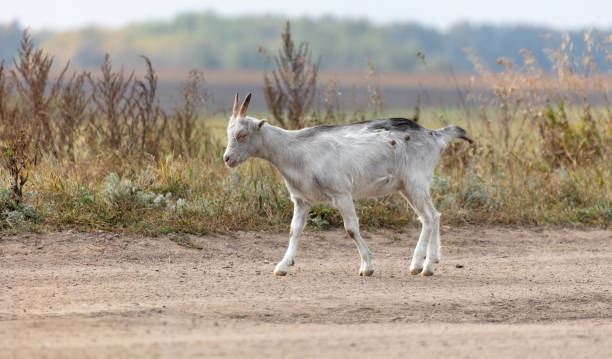 istock A goat walks along a dirt road to a pasture 2153250944