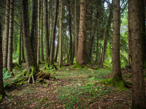 Landscape view in the coniferous forest