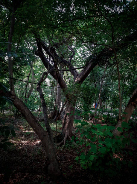 istock Beauty tropical forest in indonesia 2153252643