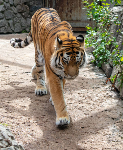 istock A tiger walks in the zoo 2153252845