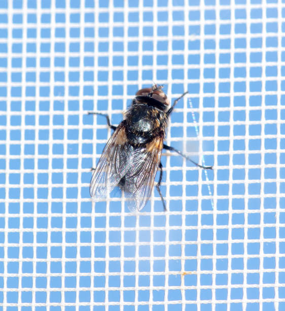 istock Close-up of a fly on a mosquito net. Macro 2153252978