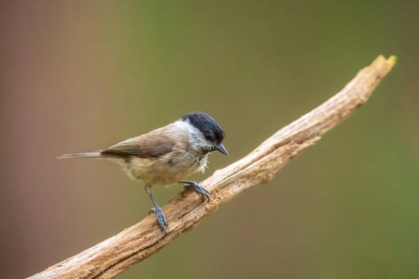 istock Close up of a marsh tit, poecile palustris, bird 2153252997
