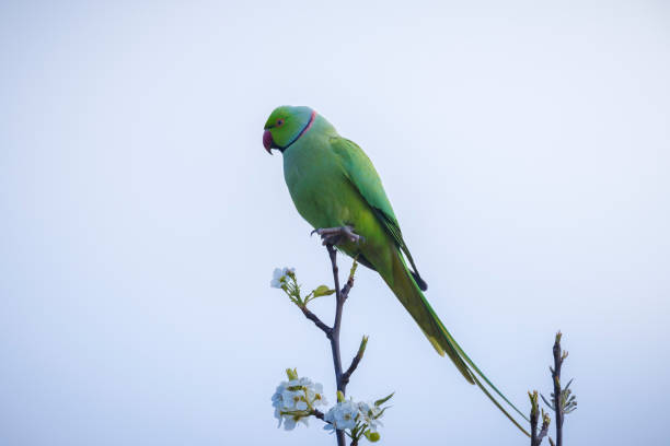 Closeup of a Rose-ringed parakeet, Psittacula krameri, also known as the ring-necked parakeet.