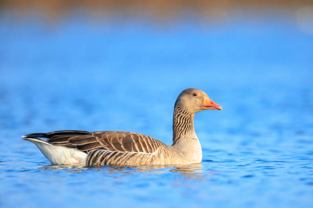 istock Greylag goose, Anser Anser, swimming in water 2153253015