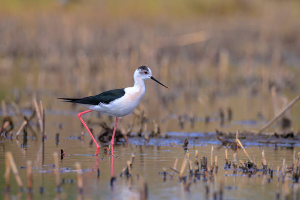 istock Black-necked stilt, Himantopus Himantopus, wader bird posing and foraging. 2153253035