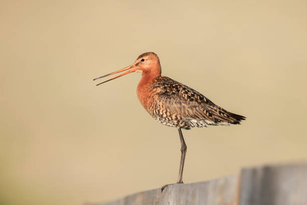 istock Black-tailed godwit Limosa Limosa perched on a pole 2153253073