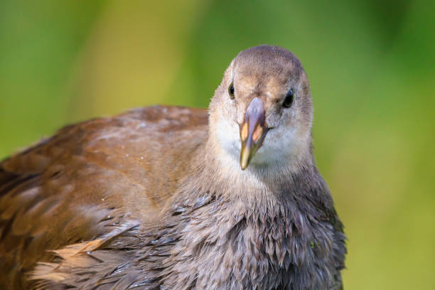 L 27-31 cm.Common breeder on small lakes, ponds, pools, rivers and canals with dense vegetation cover.Usually secretive but in some places quite bold, and may be seen strolling in open on grass and waterside meadows.Northern breeders migrate to W and S Europe, returning in Mar-Apr.Nest a roofed basket well hidden in dense vegetation.This beautiful Species is less common than the (Eurasian) Coot in the Netherlands.