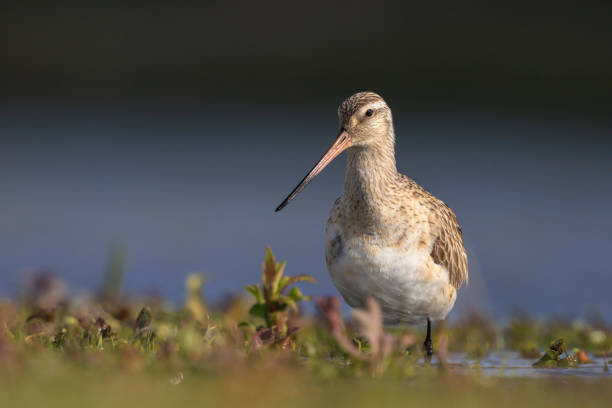 istock Bar-tailed Godwit, Limosa lapponica, foraging in a green meadow 2153253306