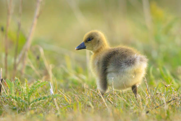 istock Greylag goose chick, Anser anser, in a meadow 2153253324