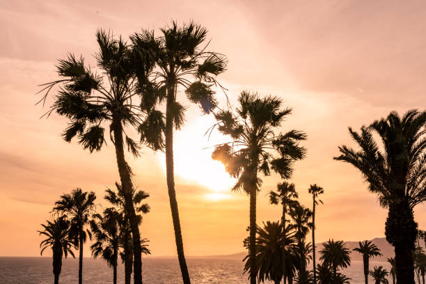 istock Sunset, Palm Trees, California and the Pacific Ocean 2153255085