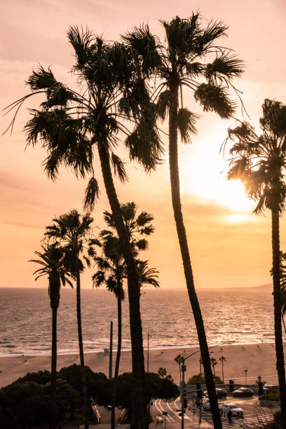 istock Sunset, Palm Trees, California and the Pacific Ocean 2153255101