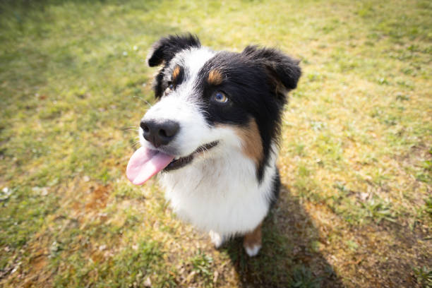 istock Australian Shepherd dog rests on the grass meadow 2153255119