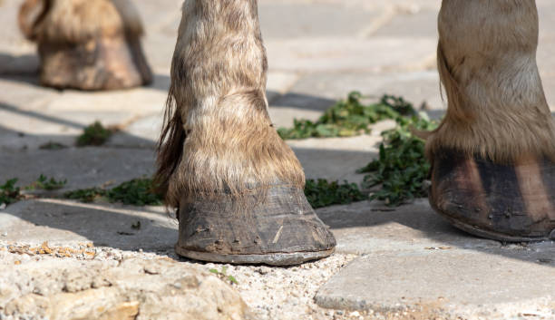 istock Horse hooves on the asphalt 2153256509