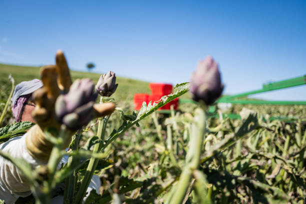 Agricultural activity in Italy:industrial artichokes harvesting