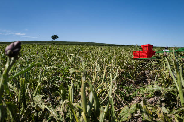 Agricultural activity in Italy:industrial artichokes harvesting
