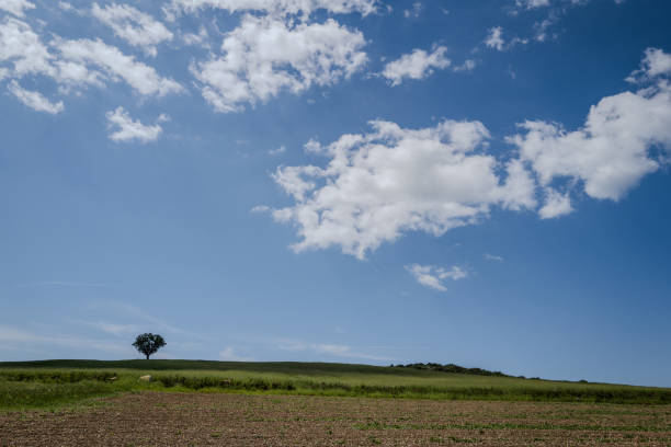 Agricultural landscape in Tuscany: tree on a hill
