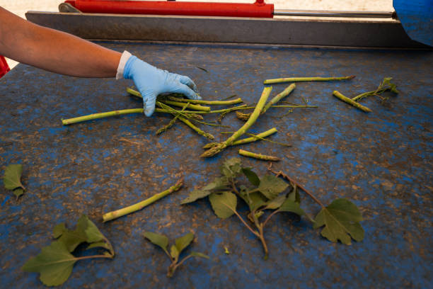 Agricultural activity in Italy:industrial asparagus harvesting
