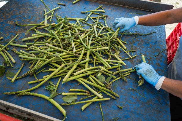 Agricultural activity in Italy:industrial asparagus harvesting