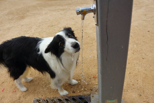 A young border collie shaking off water after retrieving a ball from the water in Linn Park, Glasgow.
