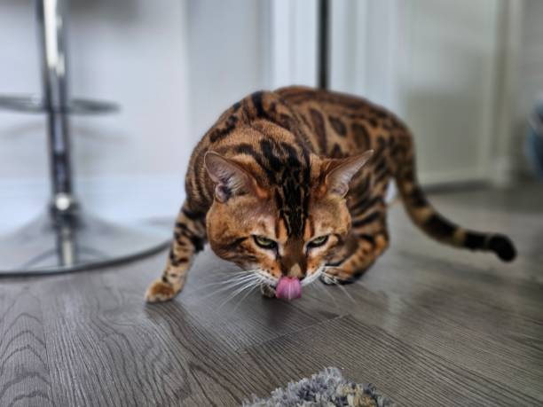 istock Catnip Adventures with a yarn ball 2153261941