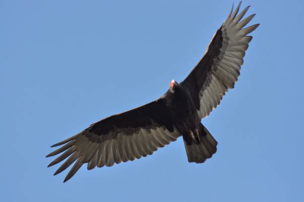 istock Close up of Raptor 2153262134