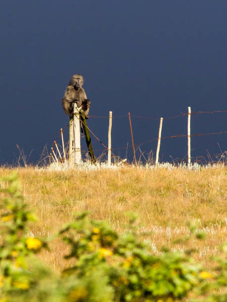 A Chacma Baboon sitting on a fence in the Drakensberg mountains of South Africa, against a dark stormy sky. The Chacma Baboon is one of the worlds largest monkeys and occur in Southern Africa.