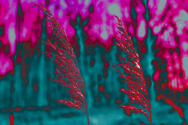 istock Water reed in a close-up with a blurred background 2153262216