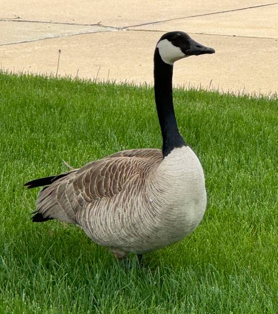 istock Canadian goose standing on grass 2153263996