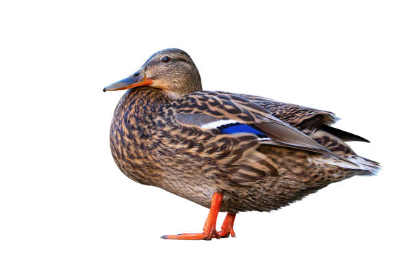 istock isolated female mallard duck 2153264772